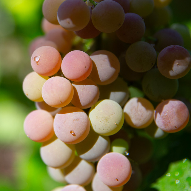 Table Grapes